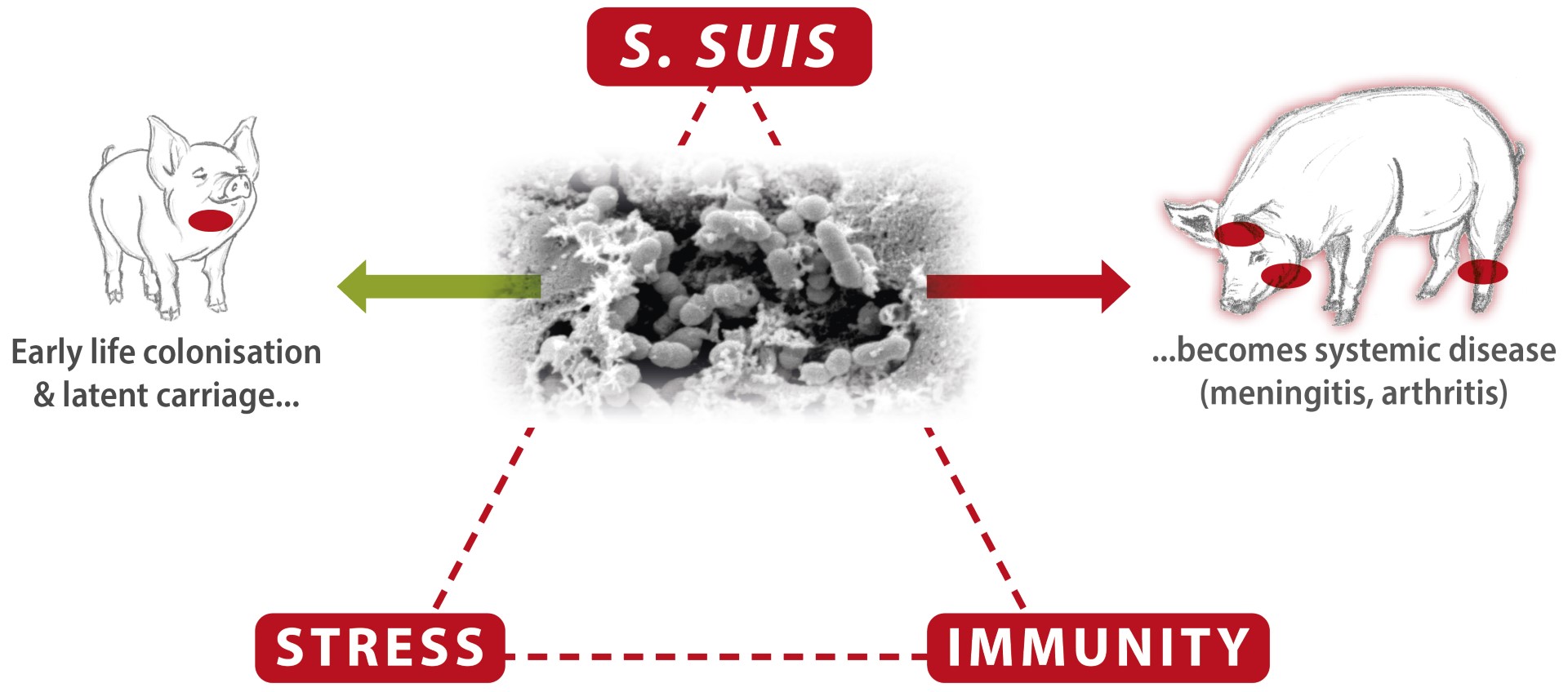 streptococcus-suis-is-an-increasing-problem-after-the-eu-ban-on